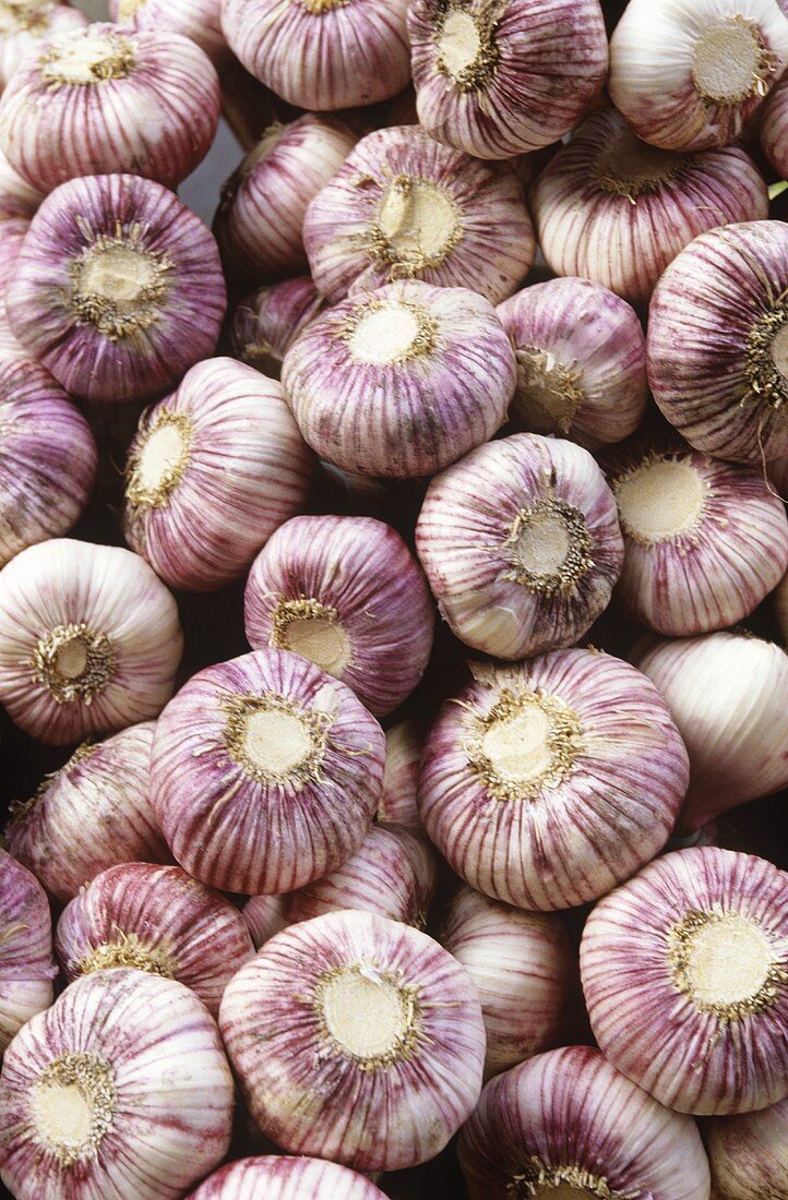 Violet garlic bulbs