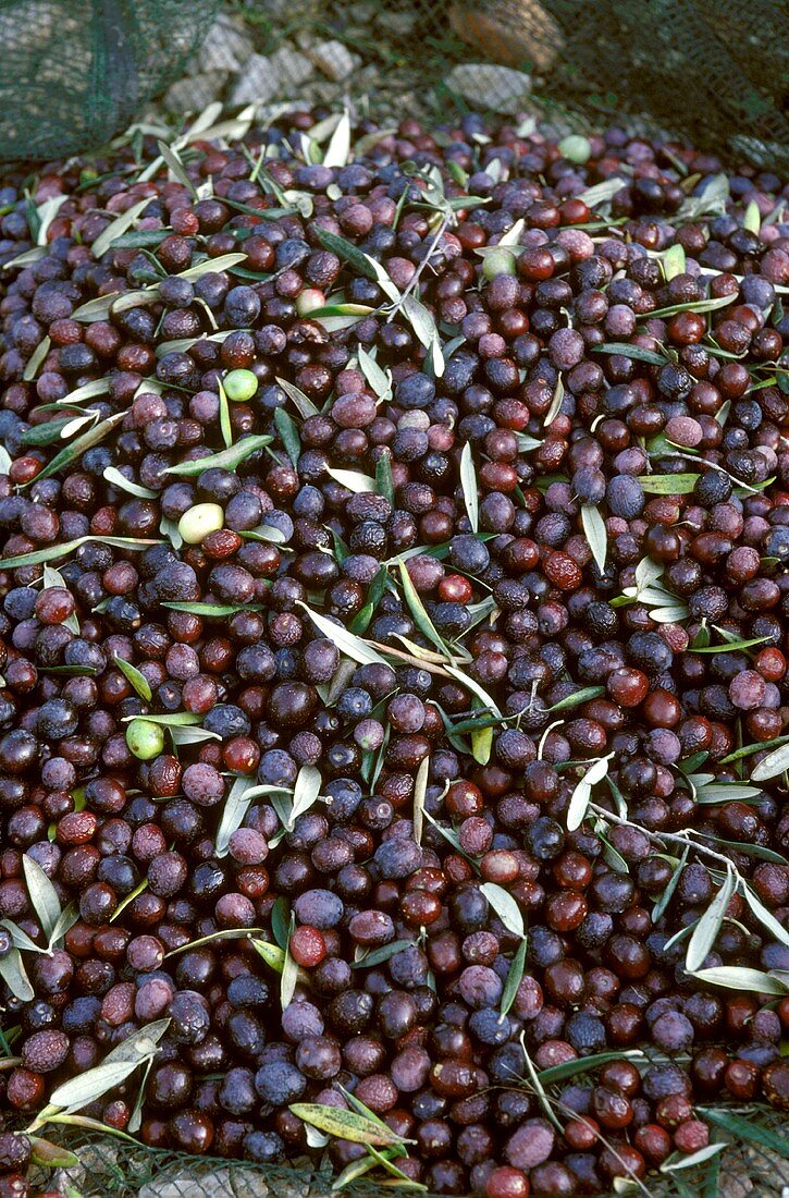 Schwarze Oliven aus Les Baux de Provence im Erntenetz
