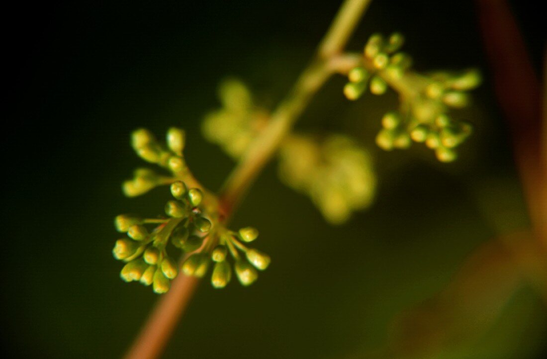 A young Welschriesling vine