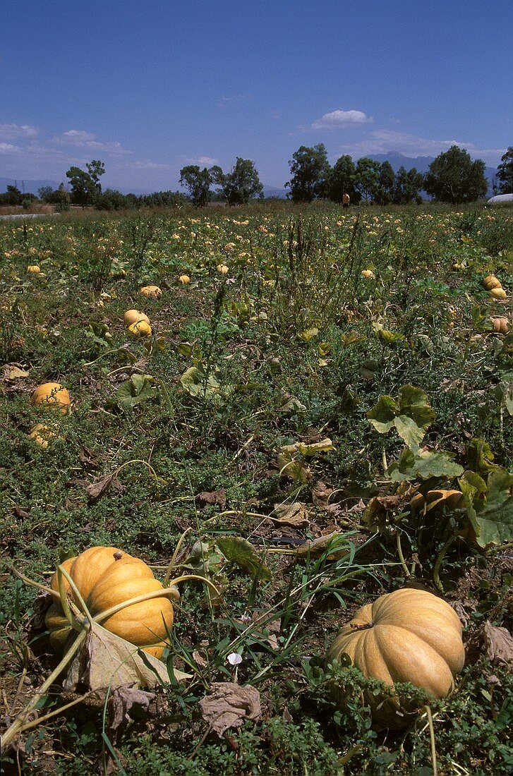 Gelbe Moschuskürbisse auf dem Feld