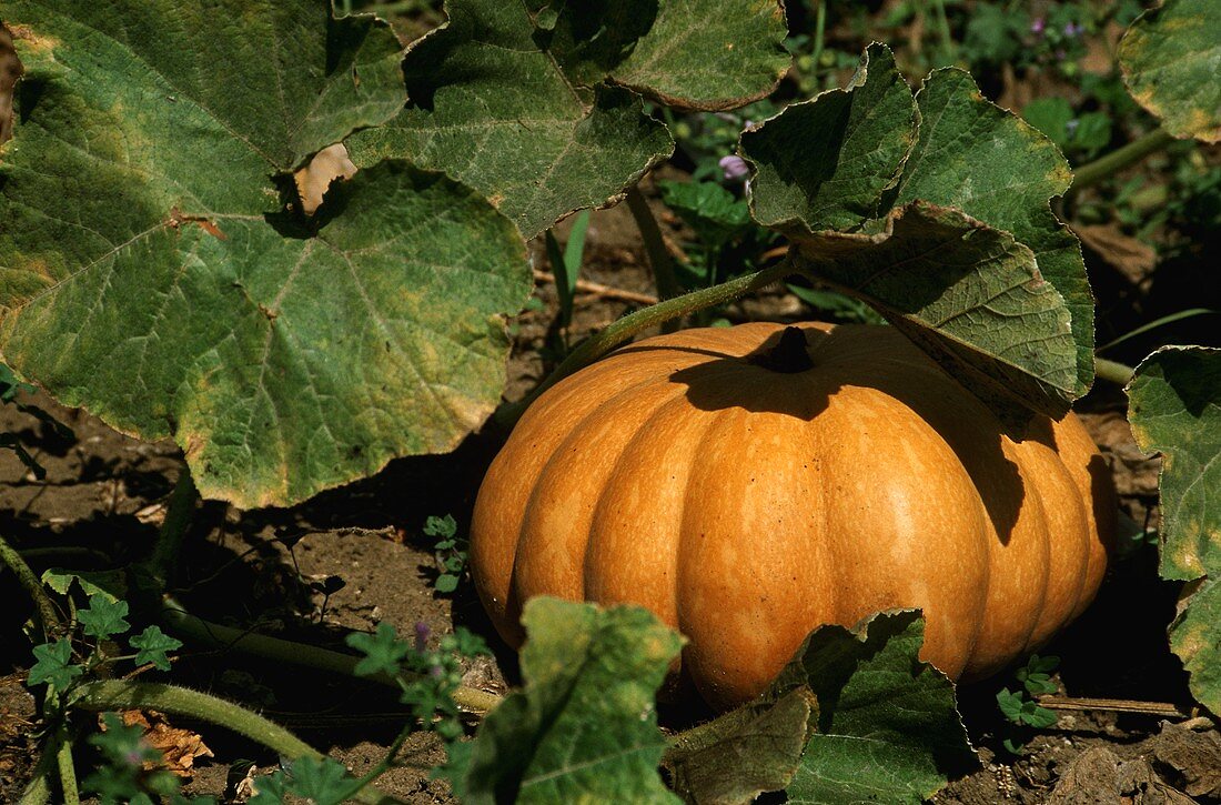 A yellow Japanese pumpkin in the field