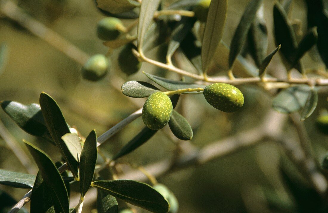 Olives on the branch