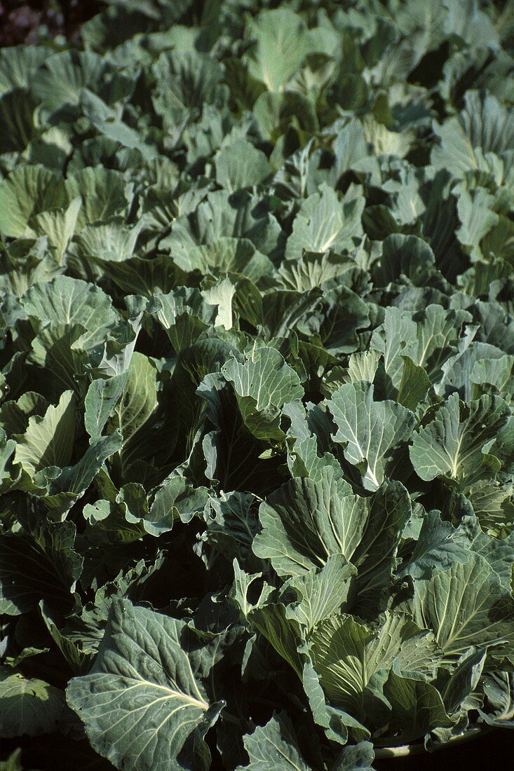 Cabbage plants in open air