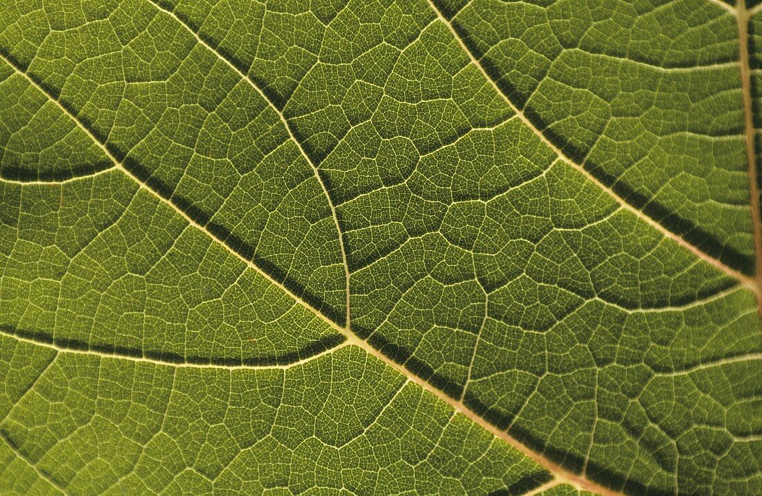 Vine leaf (close-up)