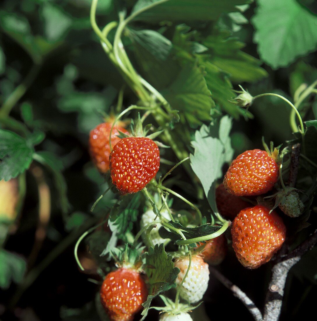 Strawberries on the plant