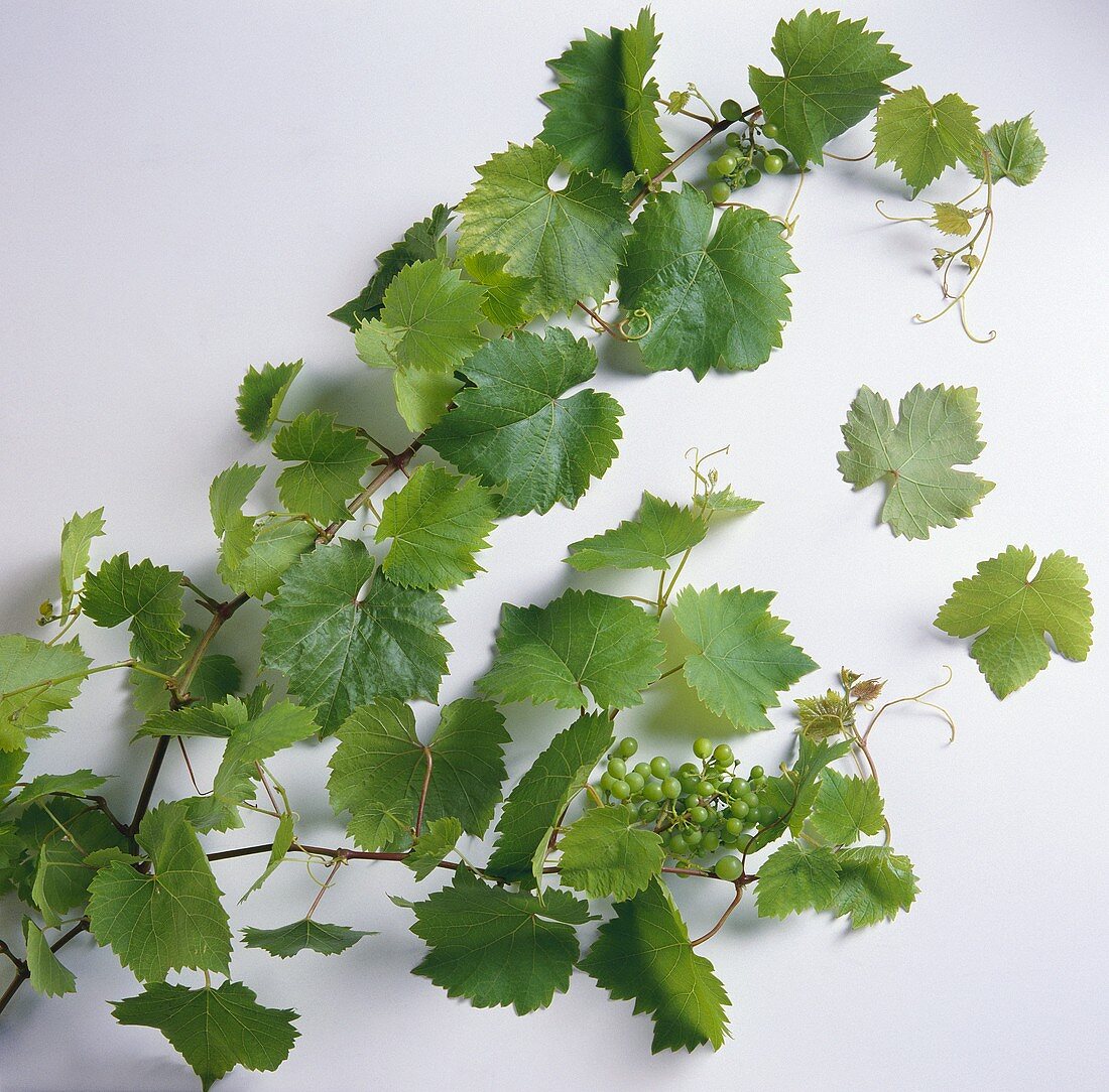 Weinblätter mit unreifen Trauben auf weißem Untergrund