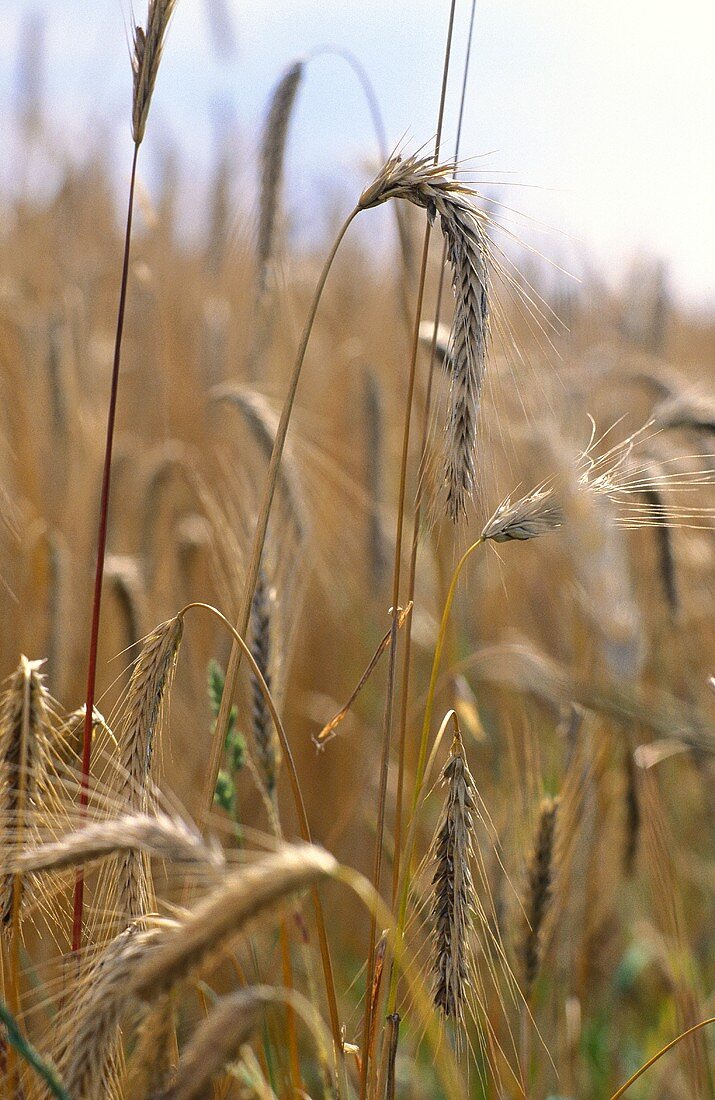 Ripe barley ears in the field