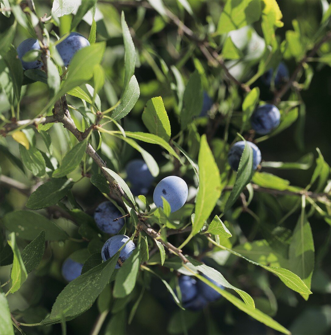 Sloes on the branch