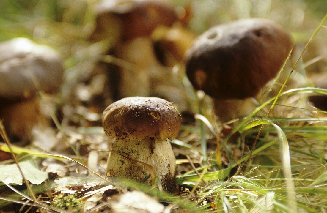 Ceps on the forest floor