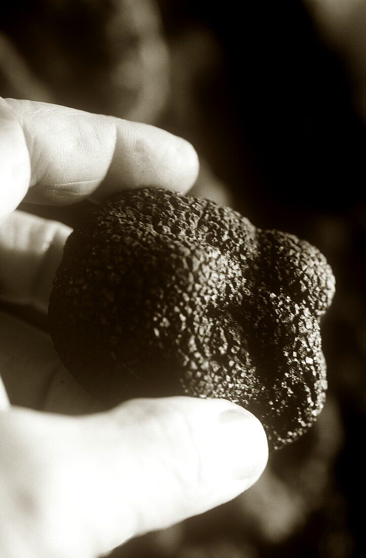 Hand holding black truffle (b/w photo)