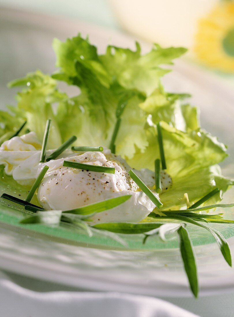 Endive with poached egg