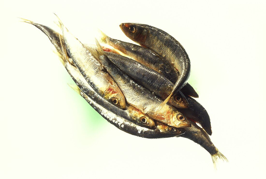 Sardines