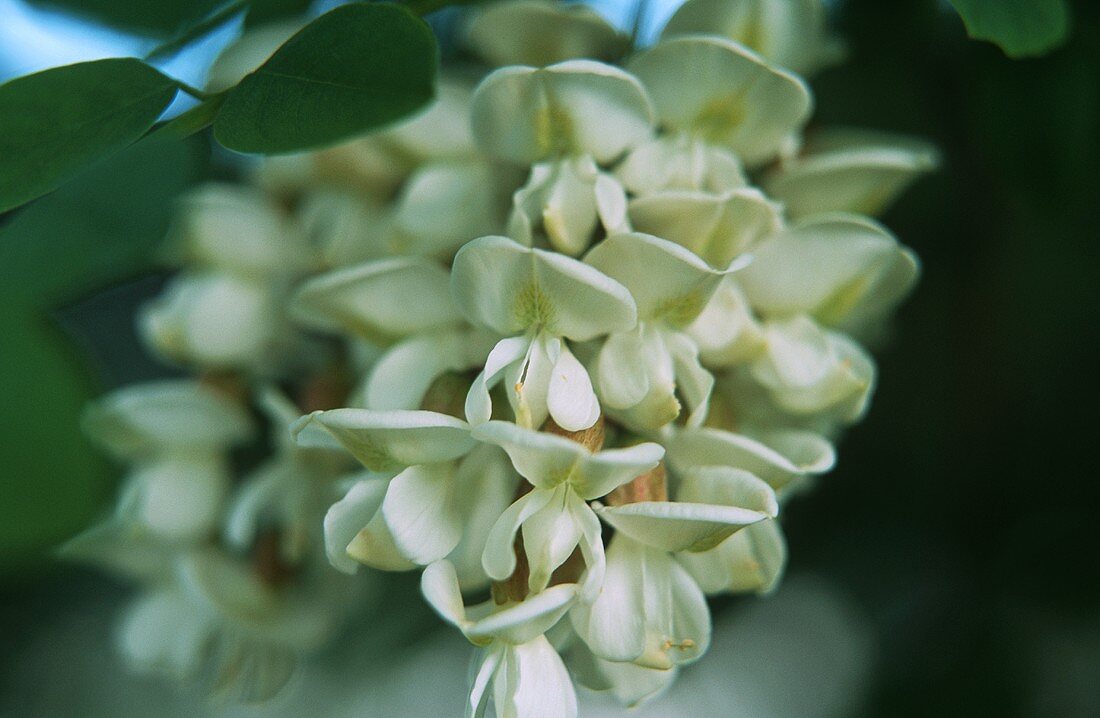 Acacia flowers