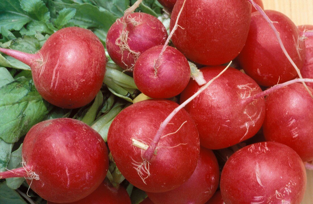 Fresh radishes