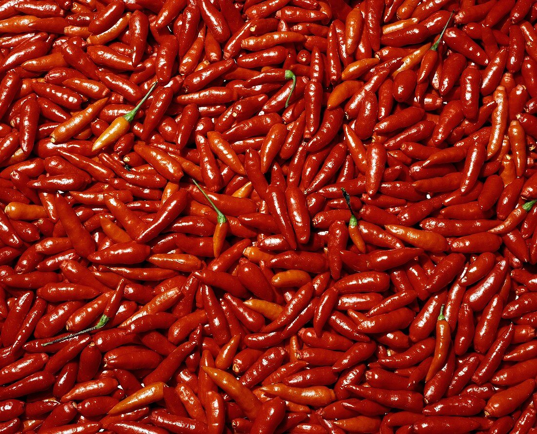 Rote Chilischoten der Sorte Malagueta (bildfüllend)