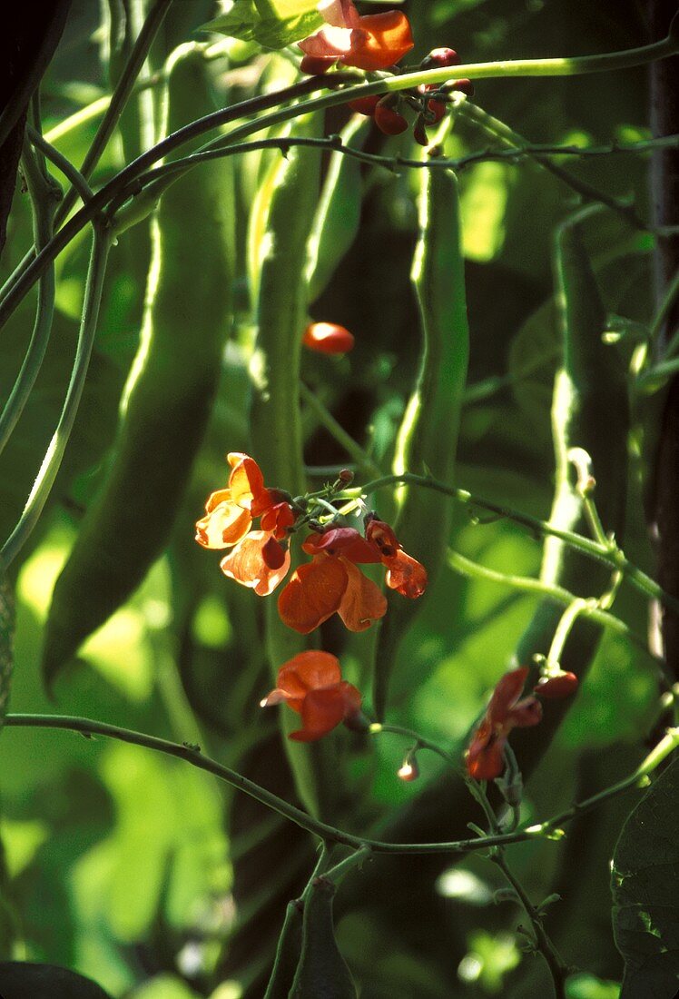 Green beans and bean flowers on the plant