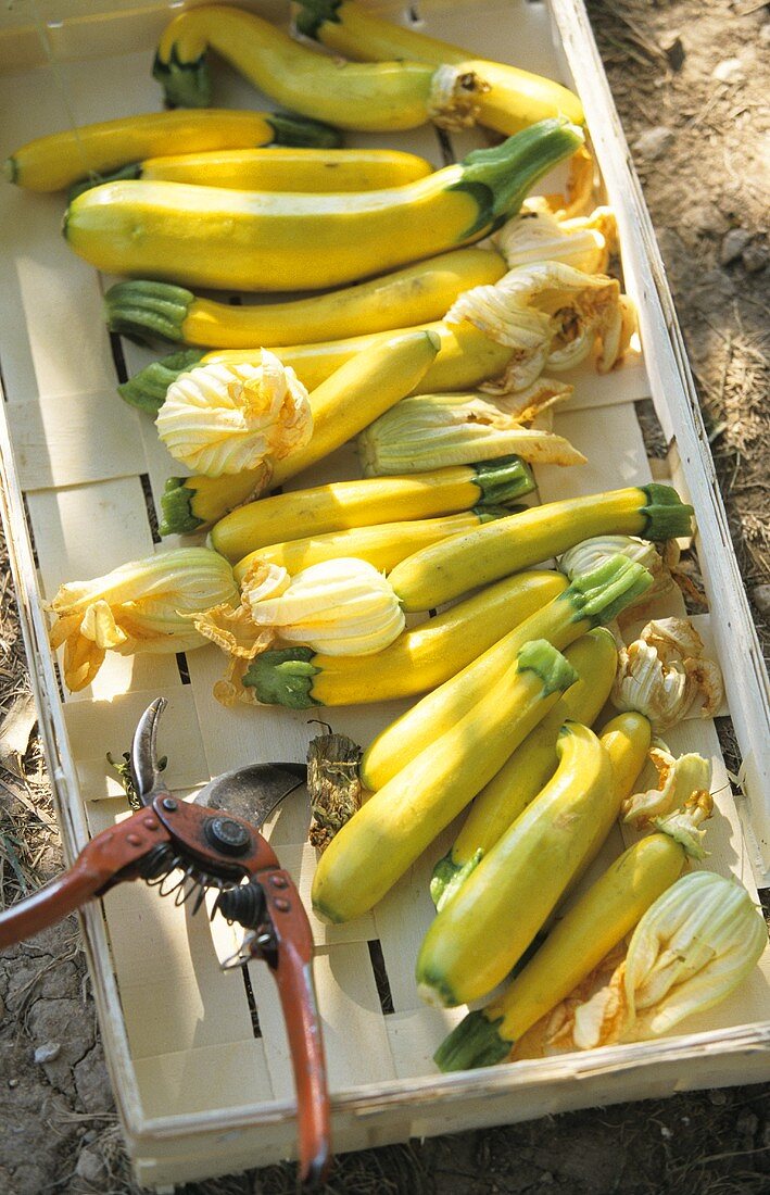 Yellow courgettes with flowers in a crate