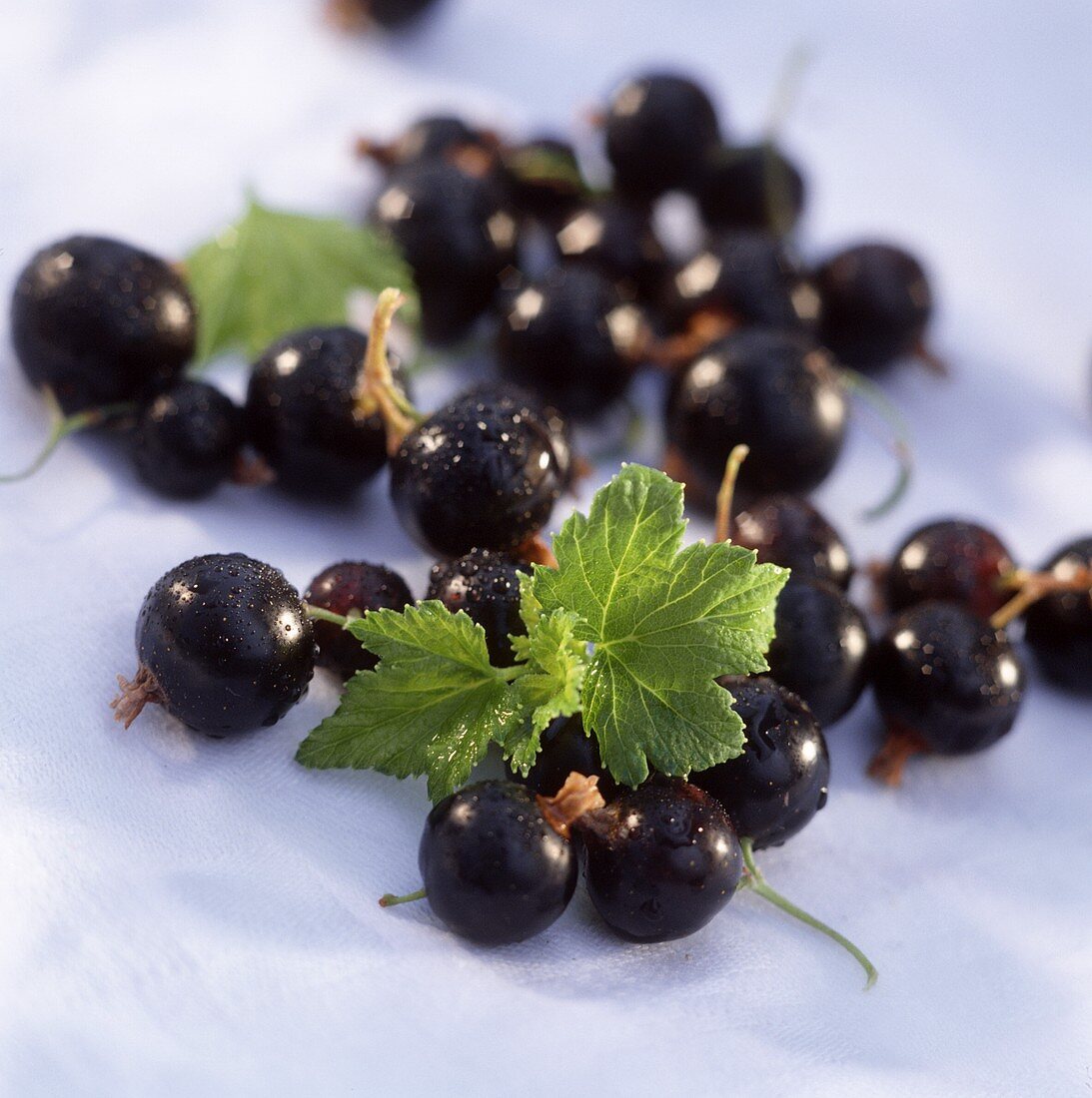 Blackcurrants with leaves