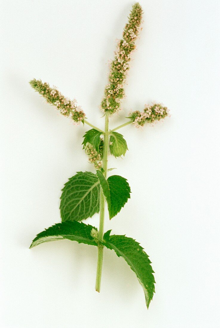 Apple mint, flower stalk (Mentha rotundifolia)