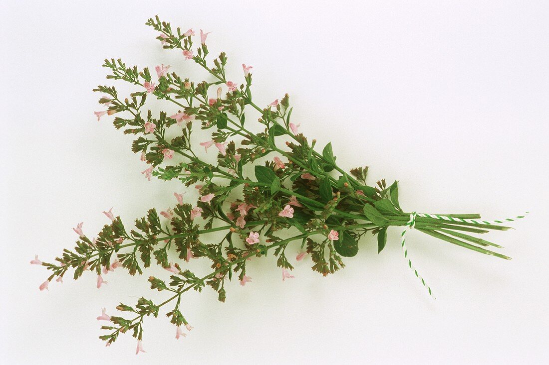 Bunch of calamint (Satureja calamintha)