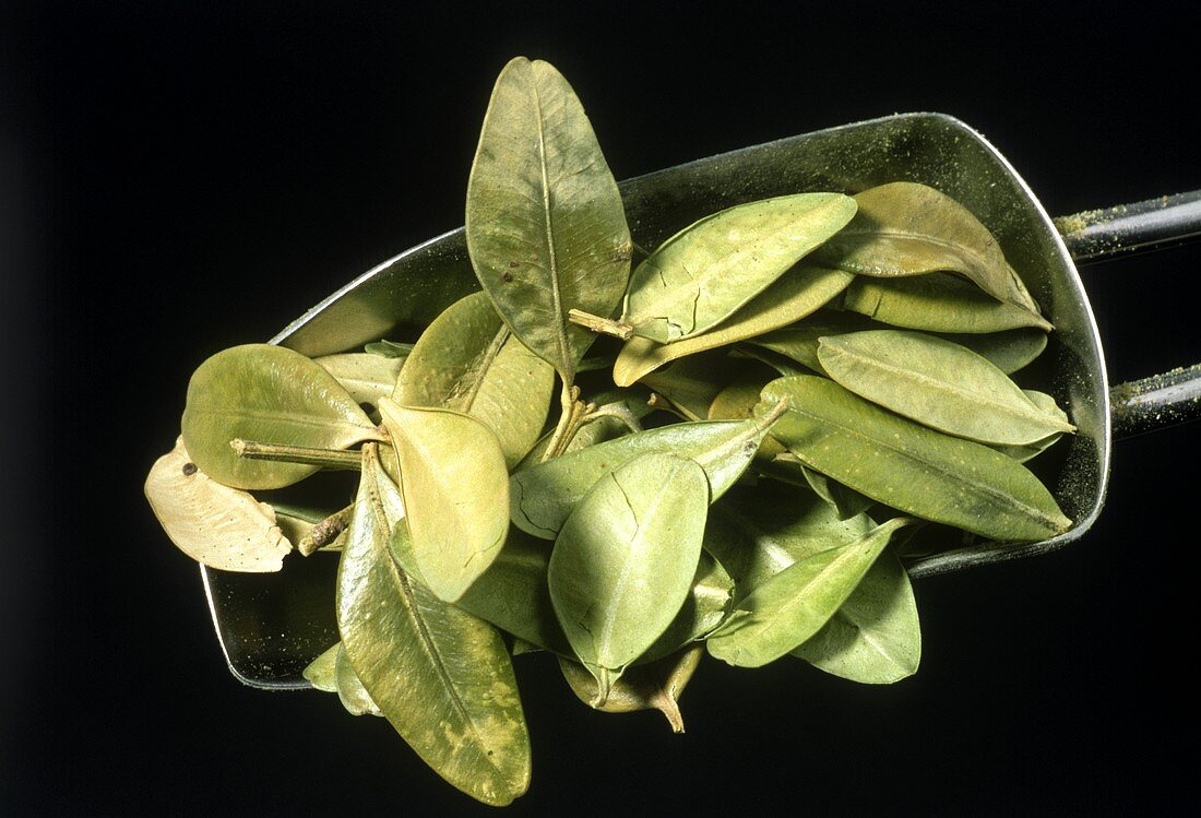 Getrocknete Buchsbaumblätter (Buxus sempervirens)