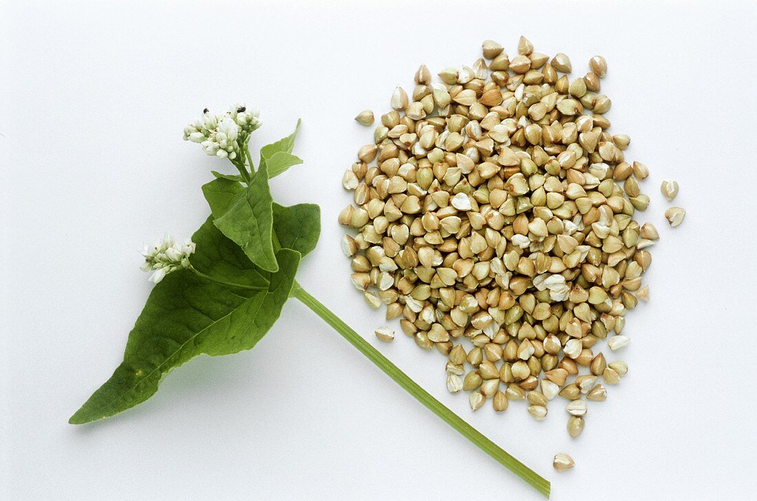 Buckwheat herb and grains