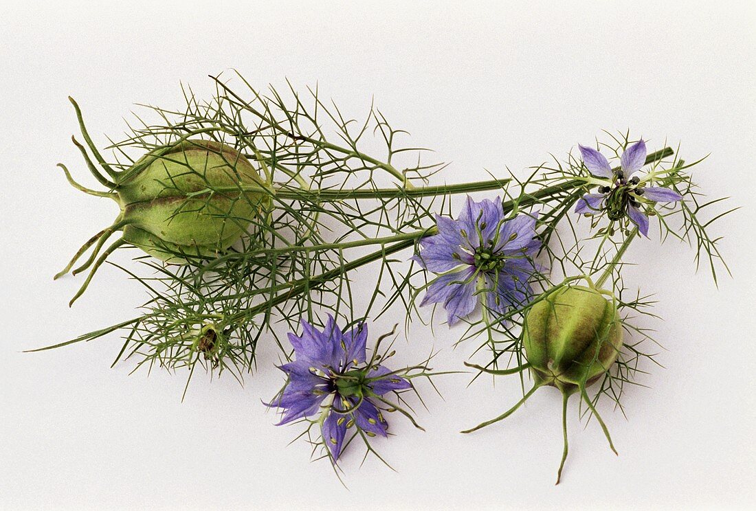 Damaszener Kümmel mit Blüten (Nigella damescena)