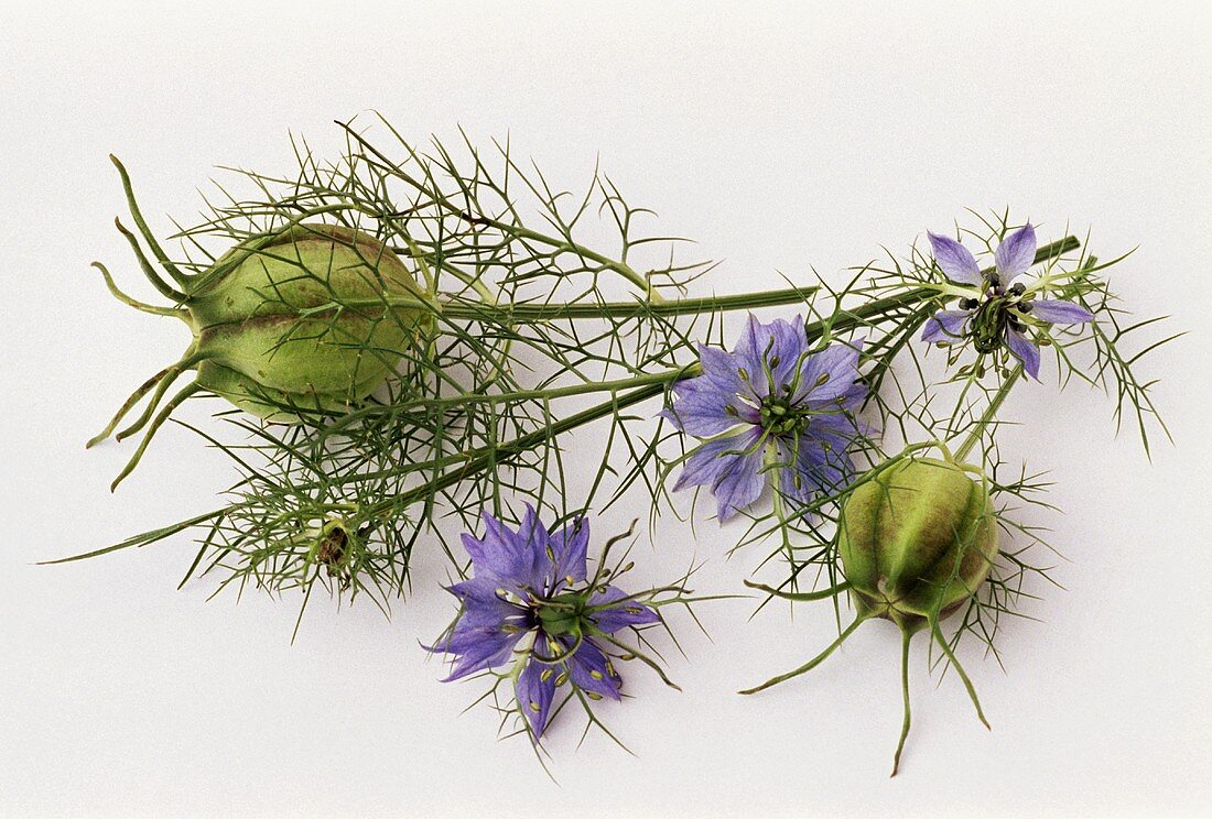 Love-in-a-mist with flowers (Nigella damascena)