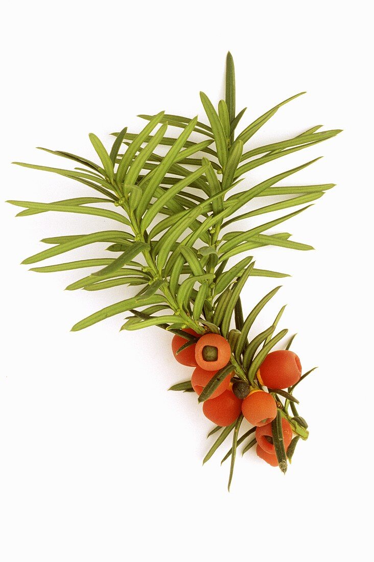 Common yew (branch with fruits (Taxus baccata)