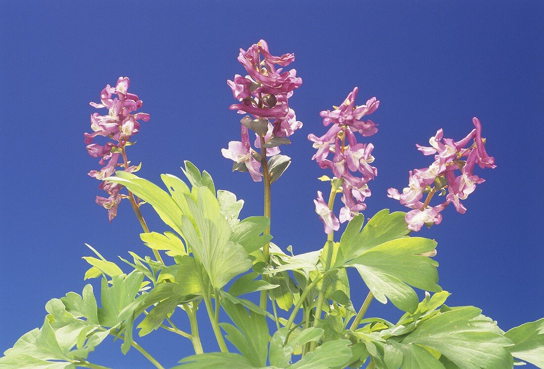 Hohler Lerchensporn (Corydalis cava)