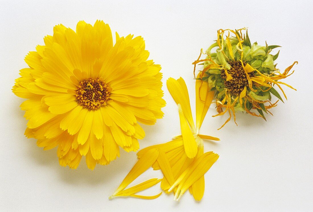 Marigold (Calendula officinalis)