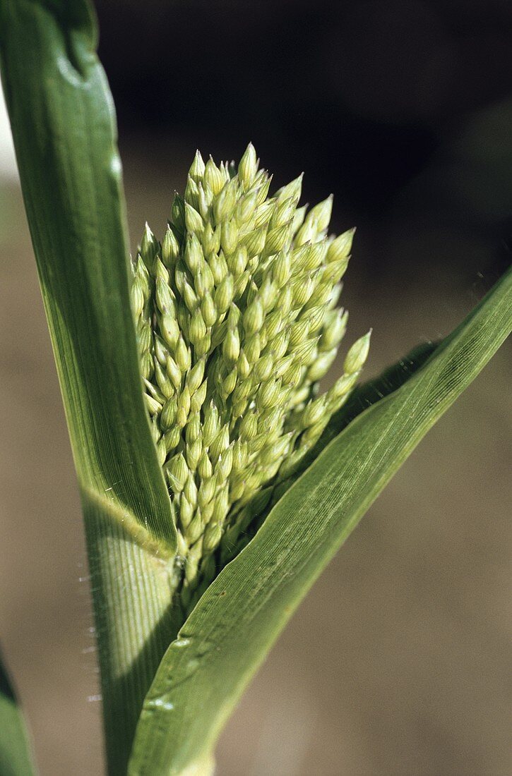 Grüne Rispenhirse (Panicum miliaceum)