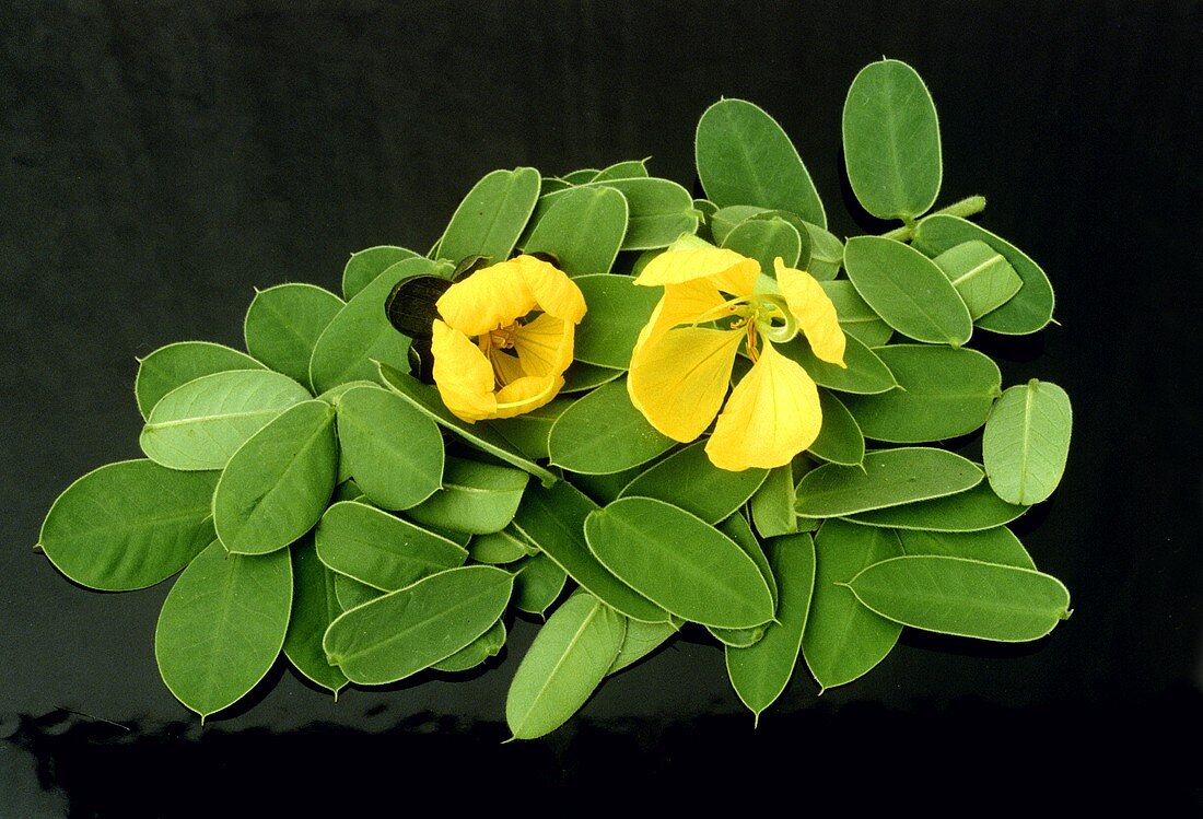 Sennablätter und Blüten (Cassia Senna)