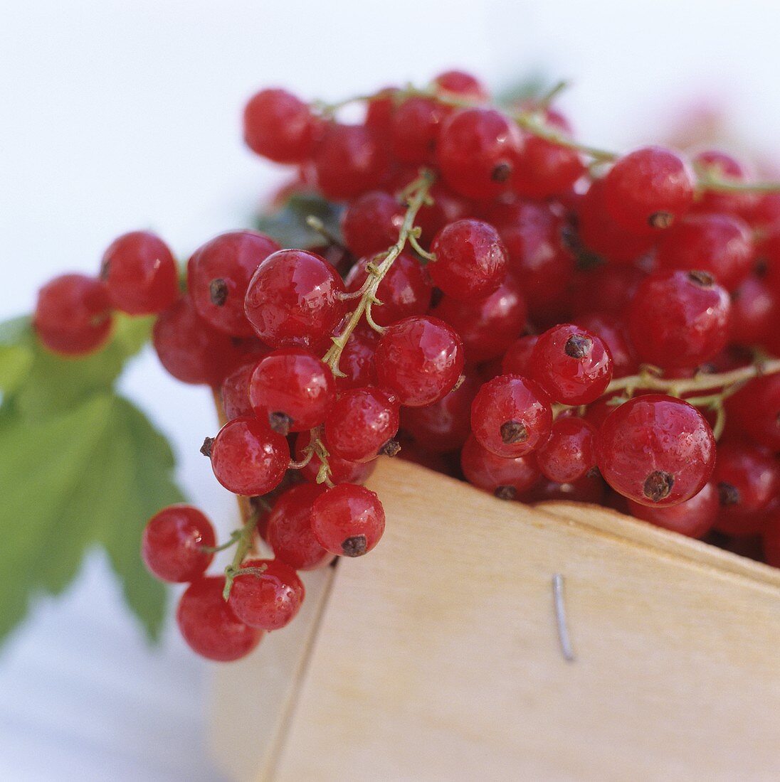 Red currants in punnet