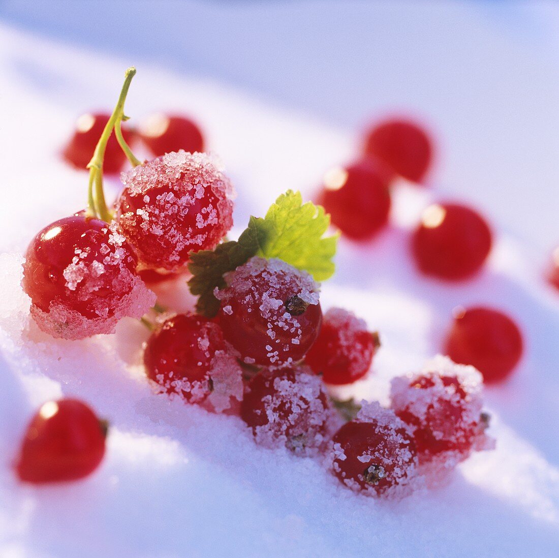 Redcurrants on crystal sugar
