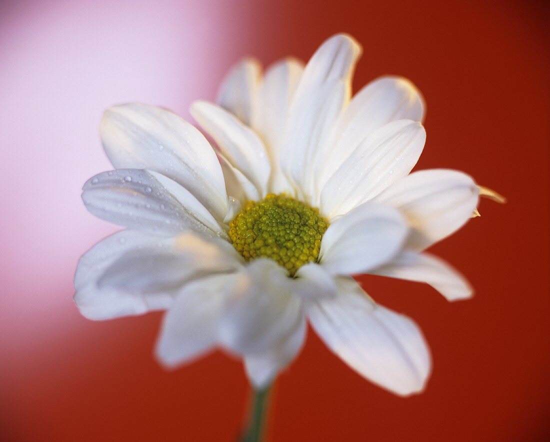 White chrysanthemum