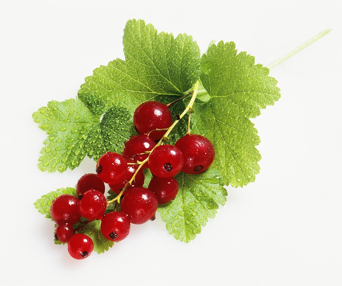 Truss of redcurrants with leaves