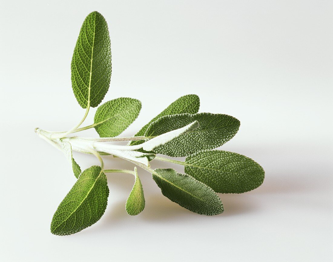 Sprig of sage