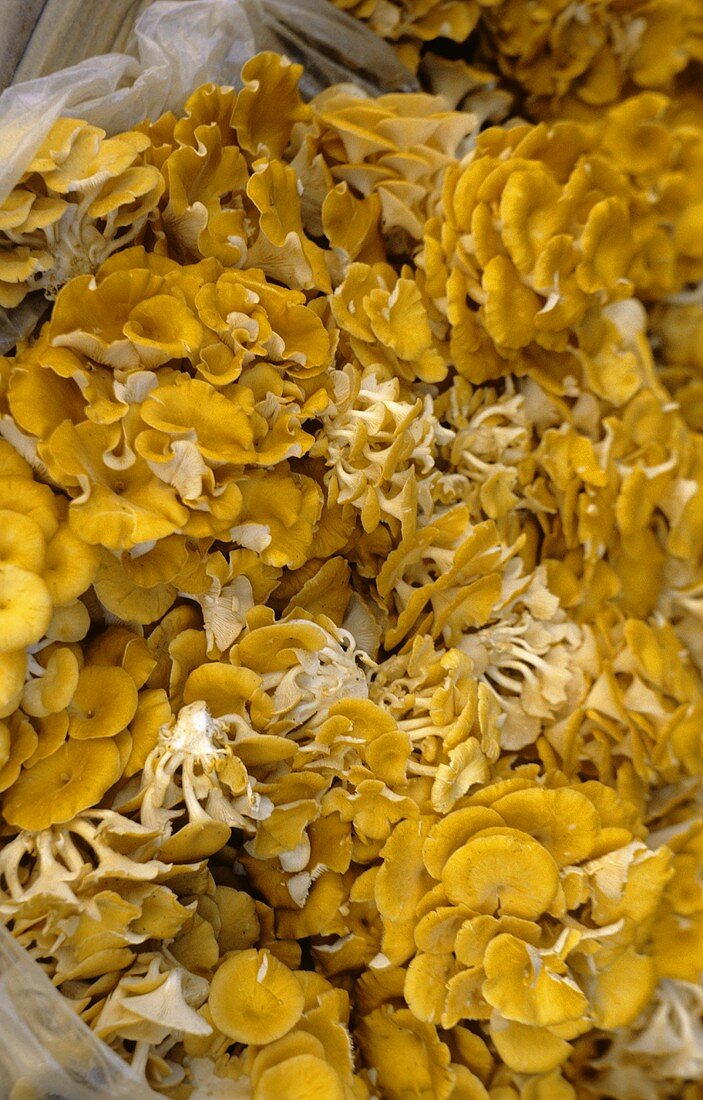 Gelbe Austernpilze auf dem Markt in Nordostchina