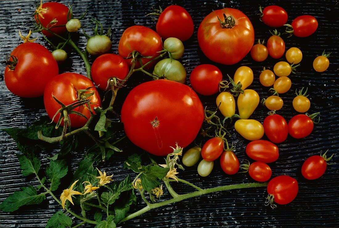 Various types of tomatoes with flowers