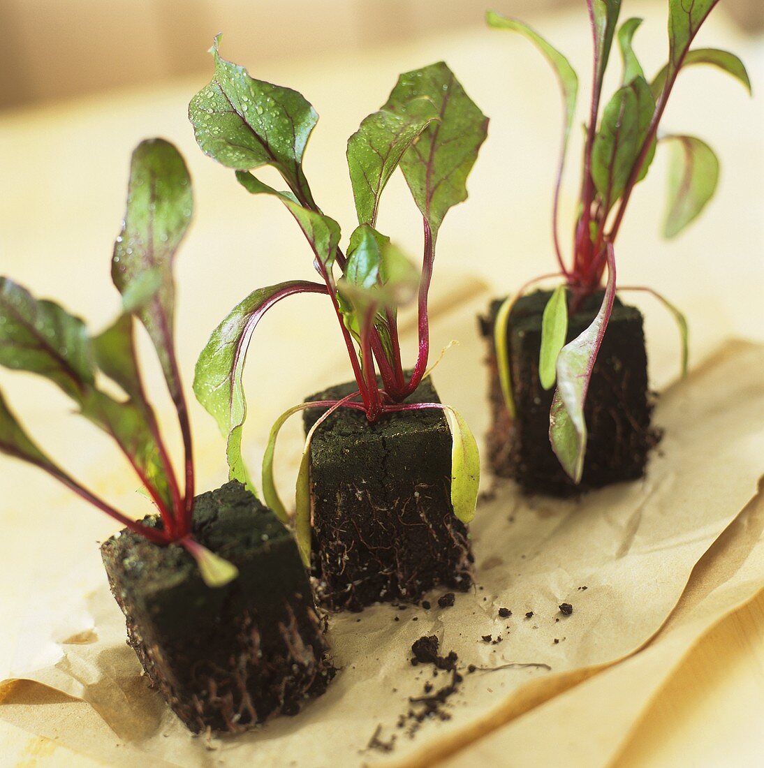 Small beetroot plants