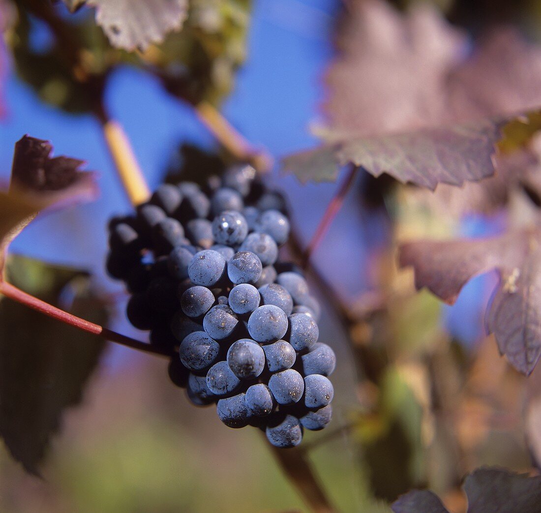 Pinot Noir grapes on the vine, Meran, S. Tyrol