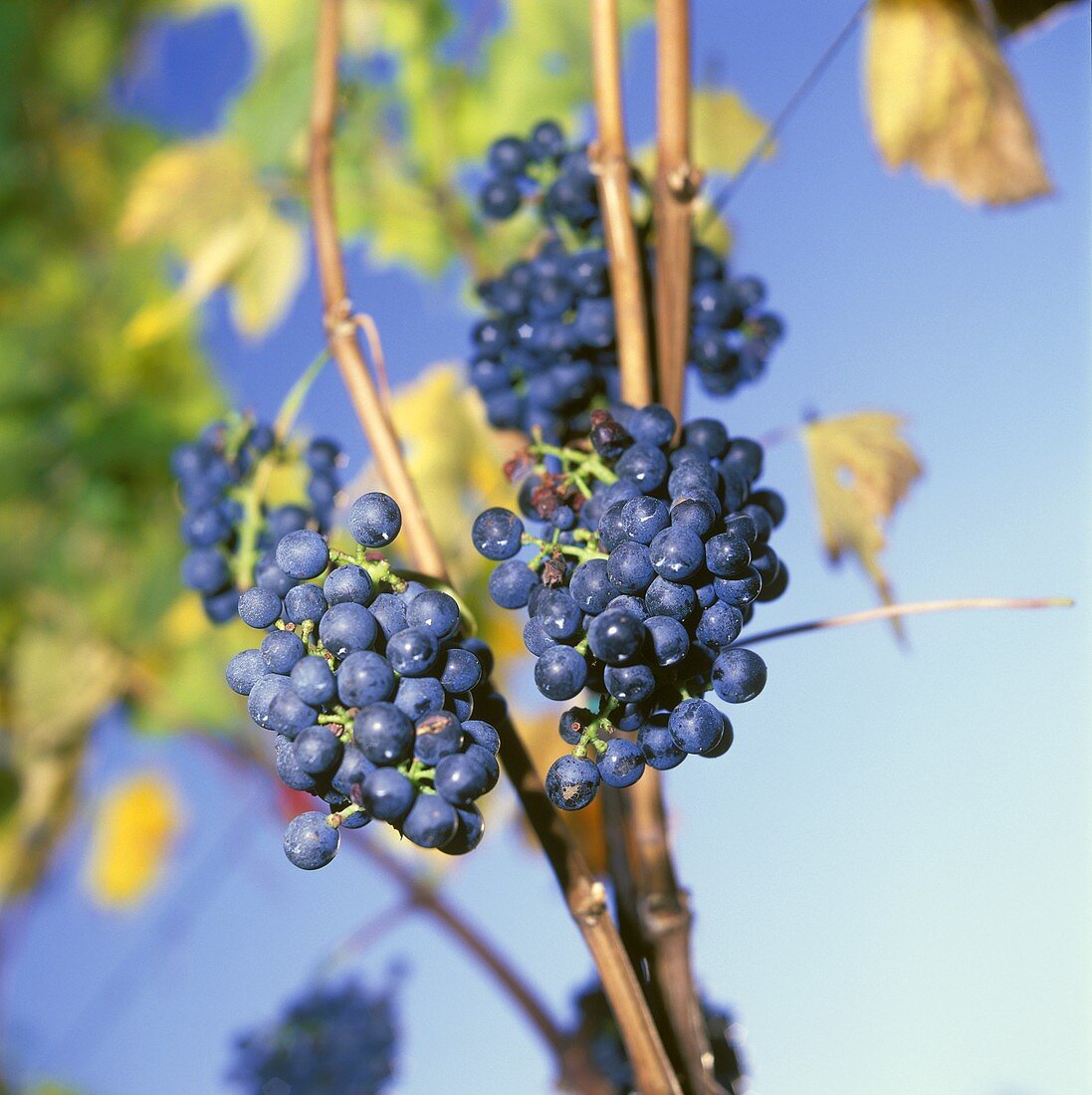 Red wine grapes (Vernatsch variety), common in S. Tyrol