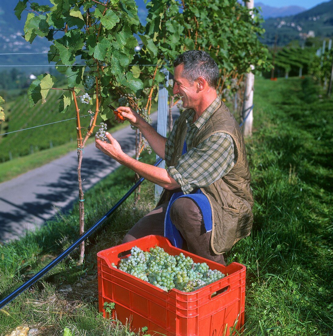 Weinlese in den Weinbergen bei Labers, Meran, Südtirol