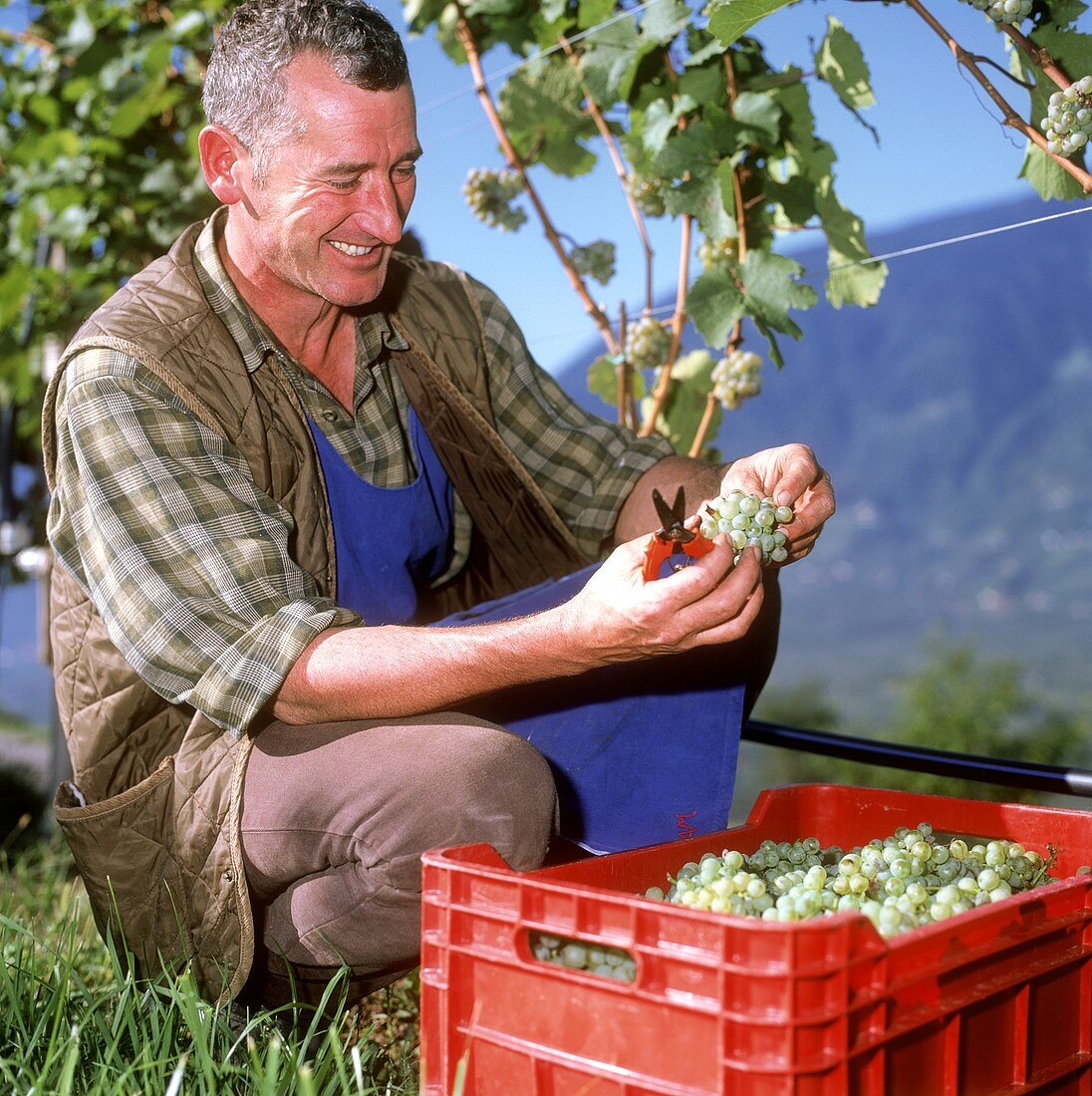 Weinlese in den Weinbergen bei Labers, Meran, Südtirol
