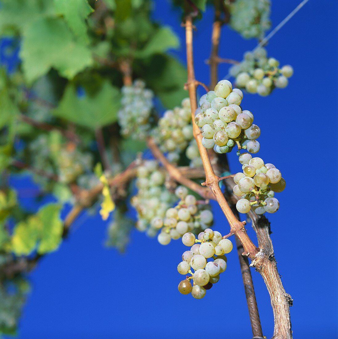 Riesling grapes in vineyard, Meran, S. Tyrol