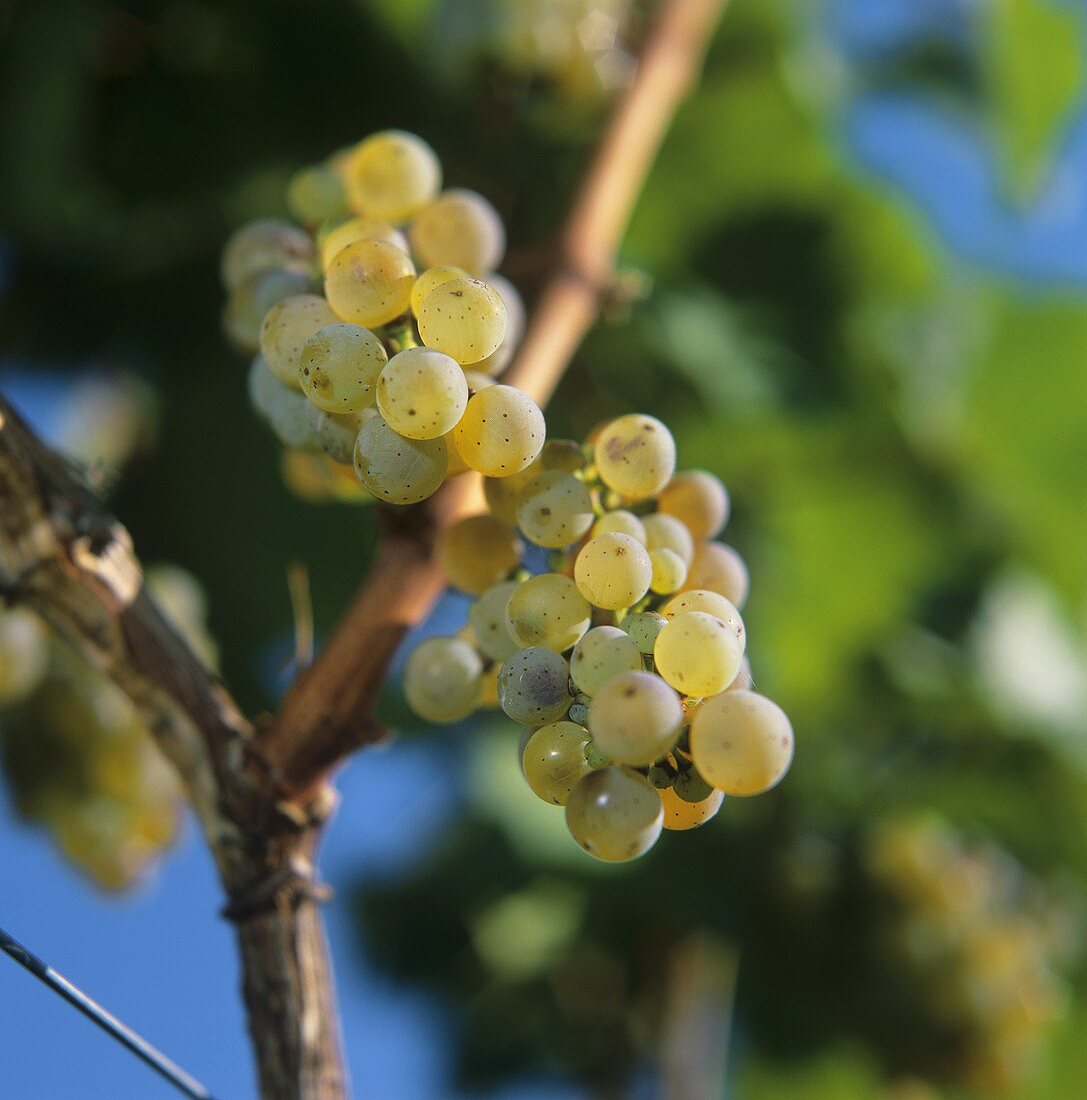 Riesling on the vine in Meran, S. Tyrol, Italy