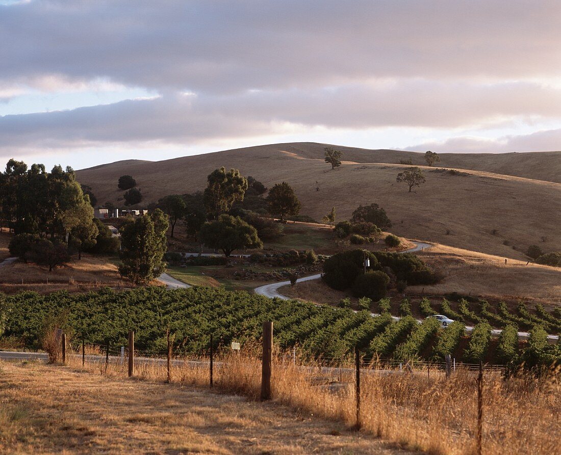 Vineyards owned by Bethany Winery, Barossa Valley