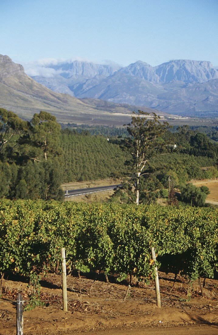 Weinberge bei Franschhoek, dahinter Berge, Südafrika