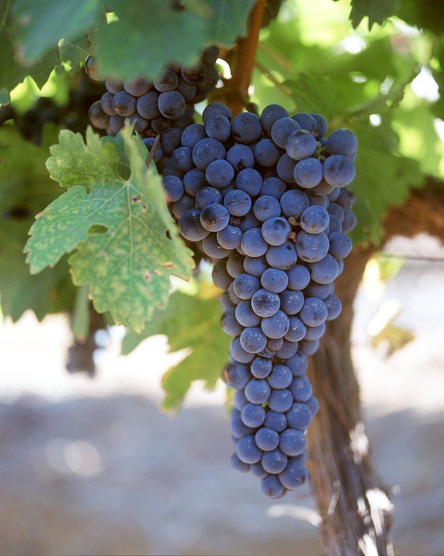 Cabernet-Sauvignon grapes, Western Cape, S. Africa
